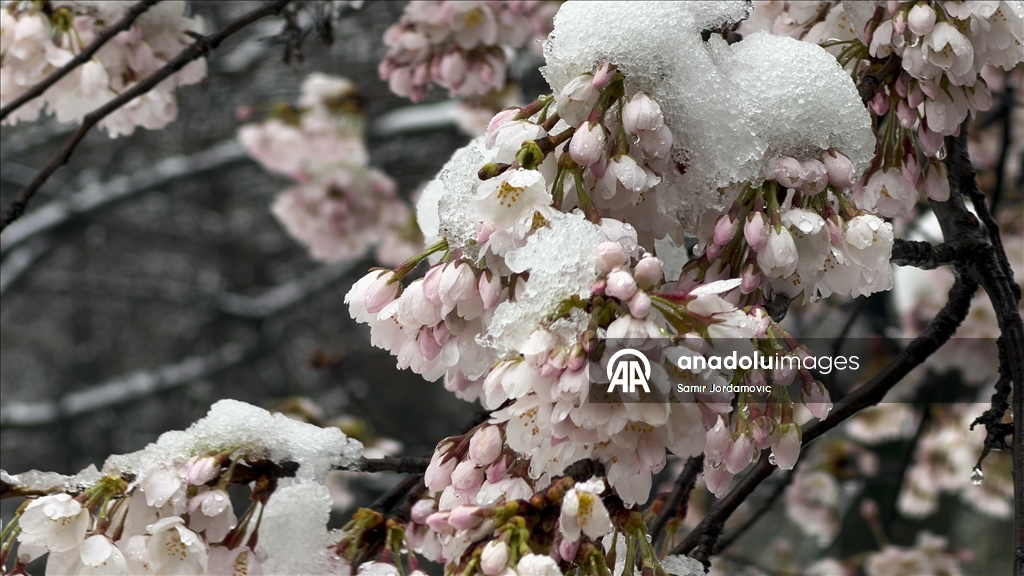 Snijeg prekrio behar u Sarajevu