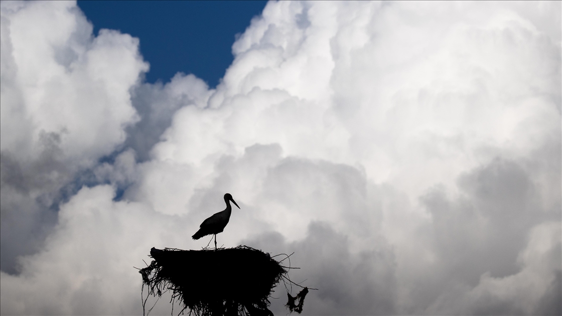 Baharın müjdecisi leylekler Tunceli'deki köylerde bulunan yuvalarına dönmeye başladı
