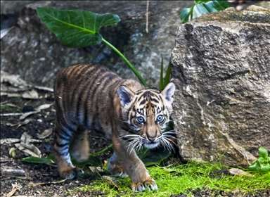 В Берлине впервые показан детеныш суматранского тигра Лилли
