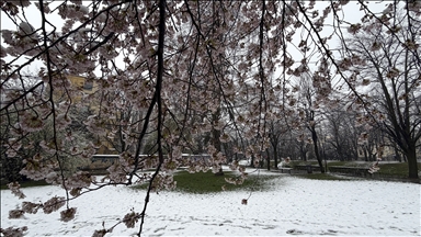 Snijeg prekrio behar u Sarajevu