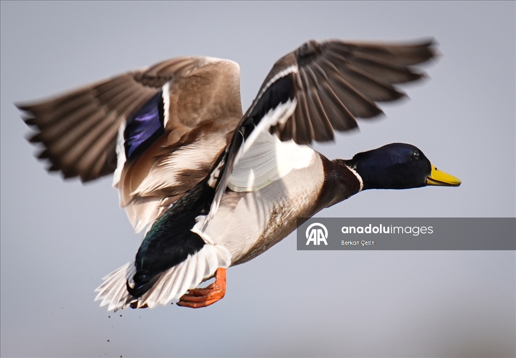 Cakalburnu Lagoon in Izmir continues to host resident and migratory bird species