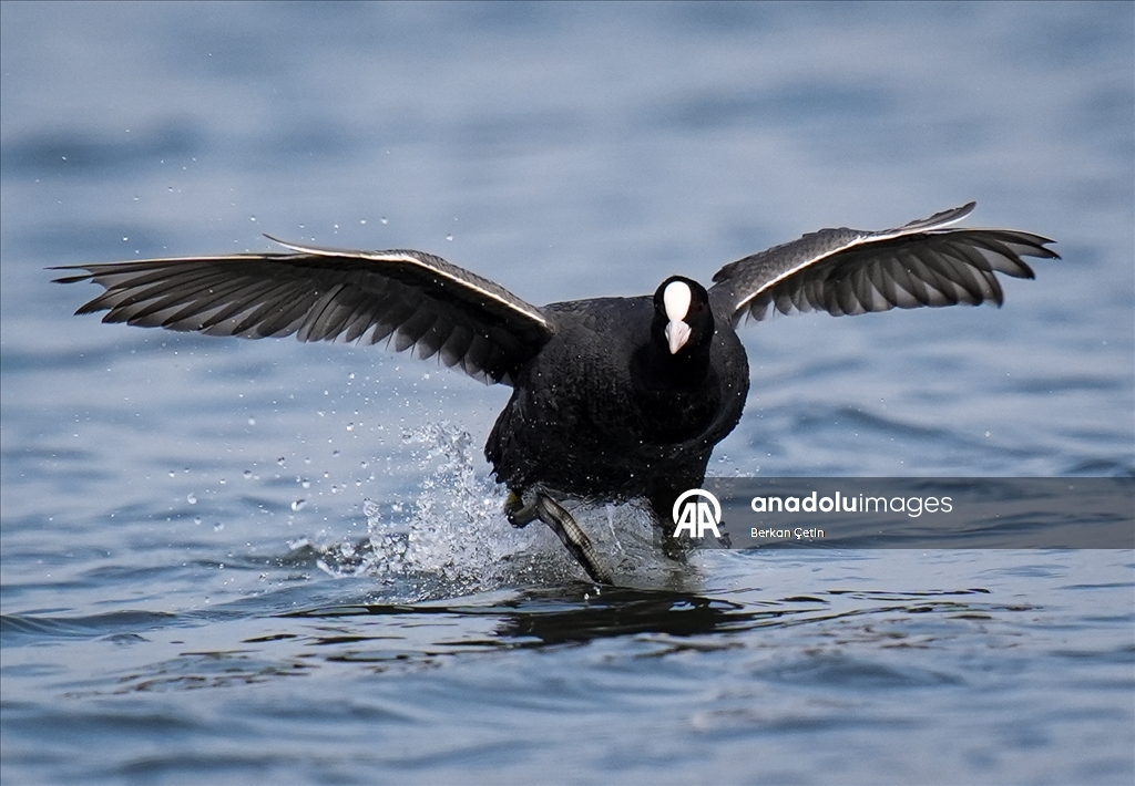 Cakalburnu Lagoon in Izmir continues to host resident and migratory bird species
