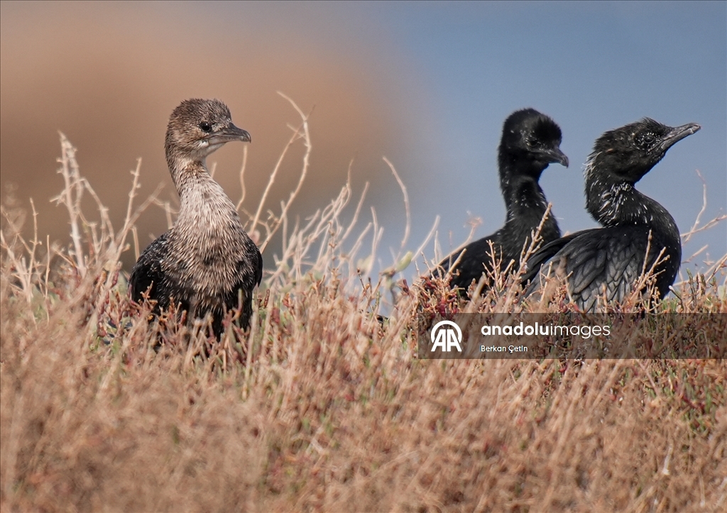 Cakalburnu Lagoon in Izmir continues to host resident and migratory bird species