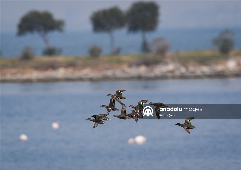 Cakalburnu Lagoon in Izmir continues to host resident and migratory bird species