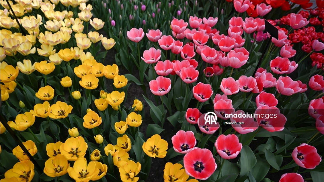 Dünyanın en büyük lale bahçesi Hollanda’da açıldı 