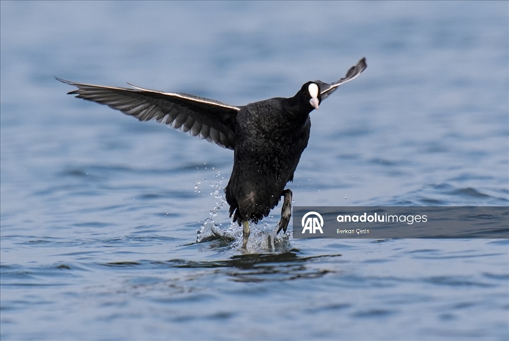 Cakalburnu Lagoon in Izmir continues to host resident and migratory bird species