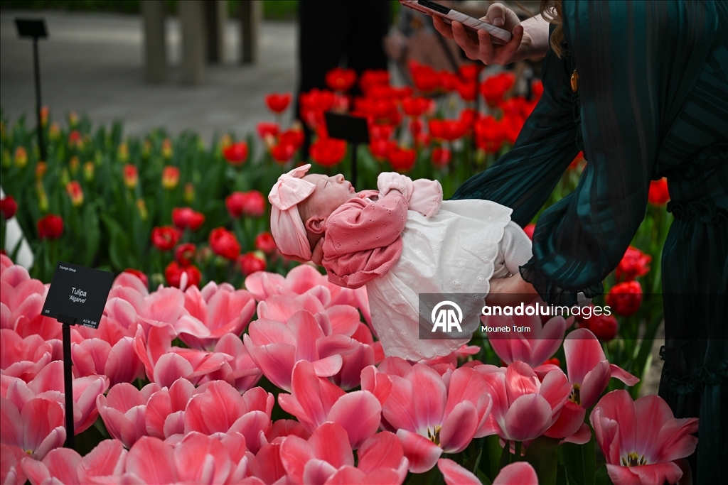 Dünyanın en büyük lale bahçesi Hollanda’da açıldı  12