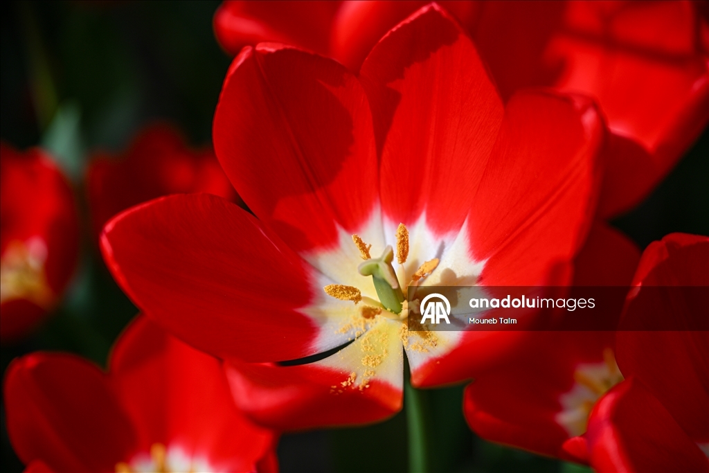 Dünyanın en büyük lale bahçesi Hollanda’da açıldı  5