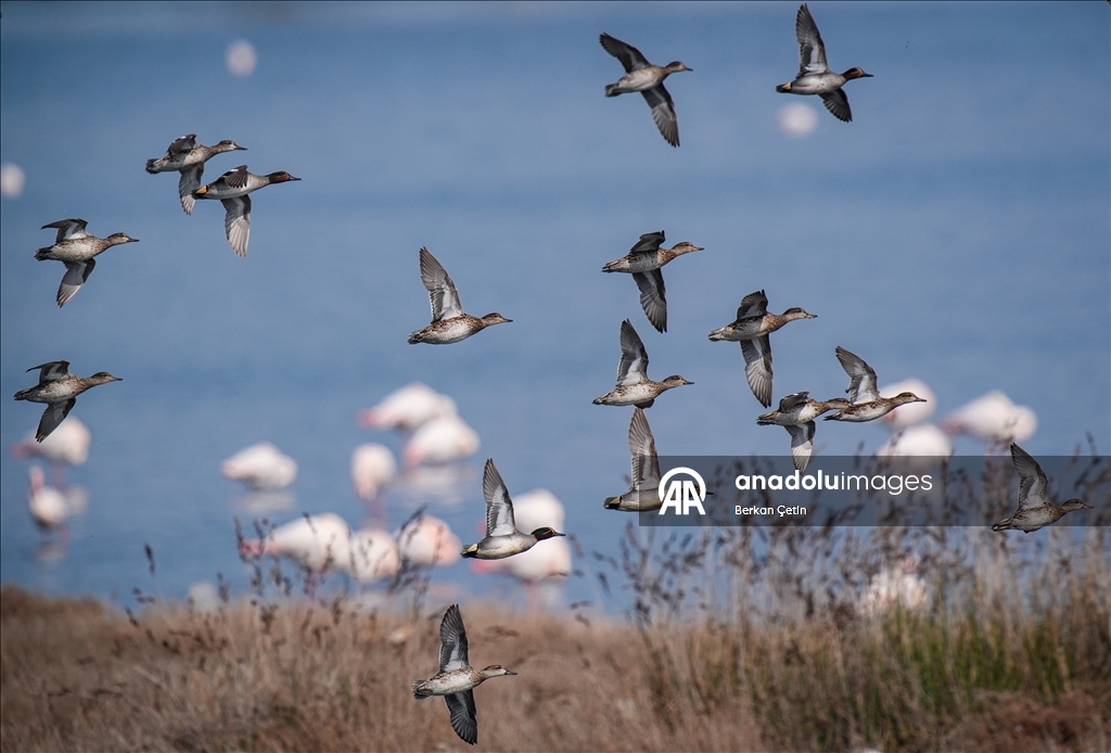 Cakalburnu Lagoon in Izmir continues to host resident and migratory bird species