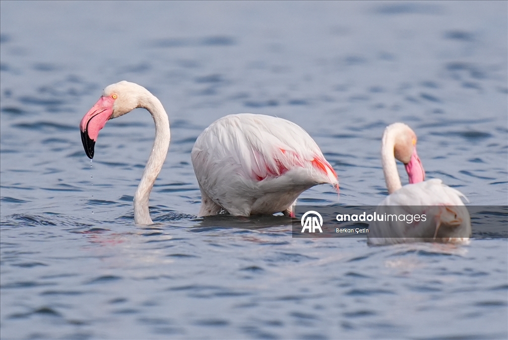 İzmir'deki Çakalburnu Lagünü'nde yaban hayatı