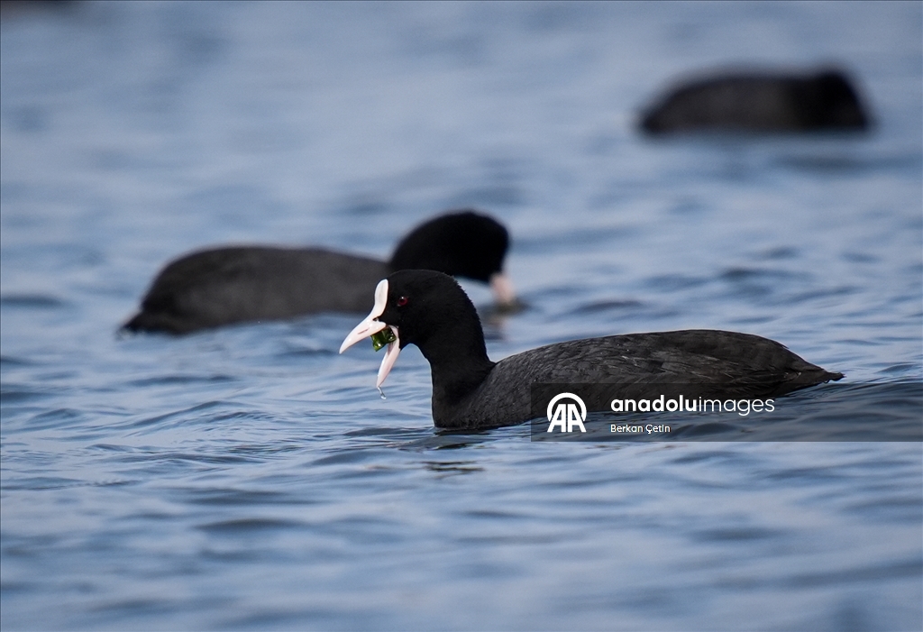 Cakalburnu Lagoon in Izmir continues to host resident and migratory bird species