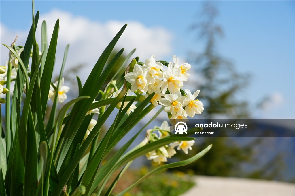 Hakkari'nin Derecik ilçesinde havanın ısınmasıyla doğa canlandı