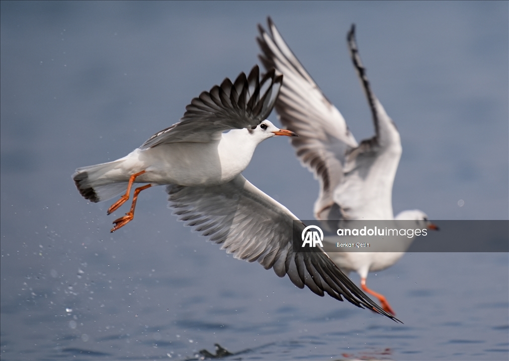 Cakalburnu Lagoon in Izmir continues to host resident and migratory bird species