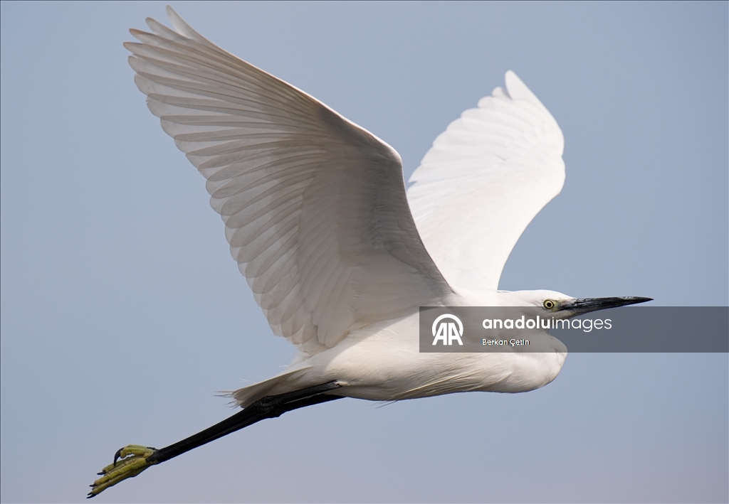 İzmir'deki Çakalburnu Lagünü'nde yaban hayatı