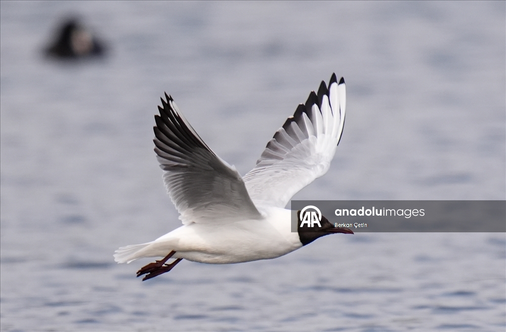 Cakalburnu Lagoon in Izmir continues to host resident and migratory bird species