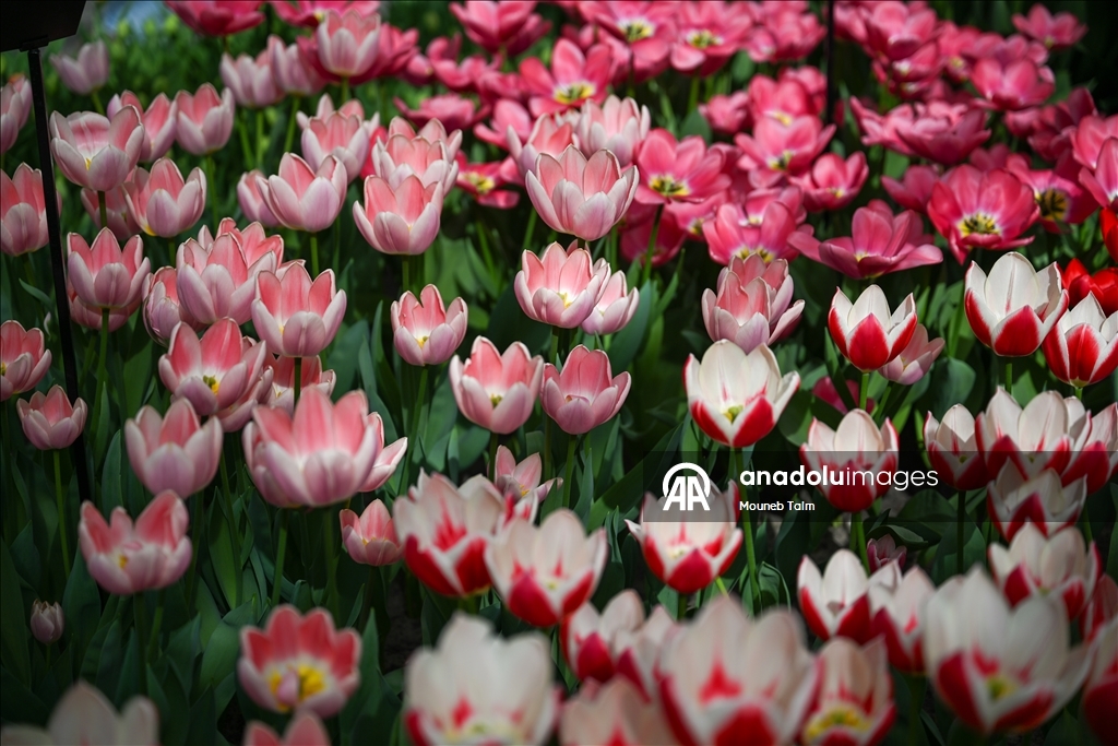 Dünyanın en büyük lale bahçesi Hollanda’da açıldı  3
