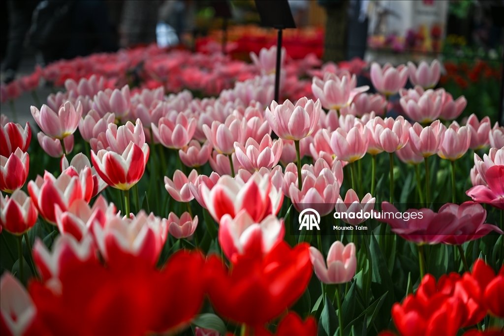 Dünyanın en büyük lale bahçesi Hollanda’da açıldı  4