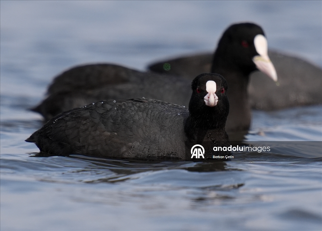 Cakalburnu Lagoon in Izmir continues to host resident and migratory bird species