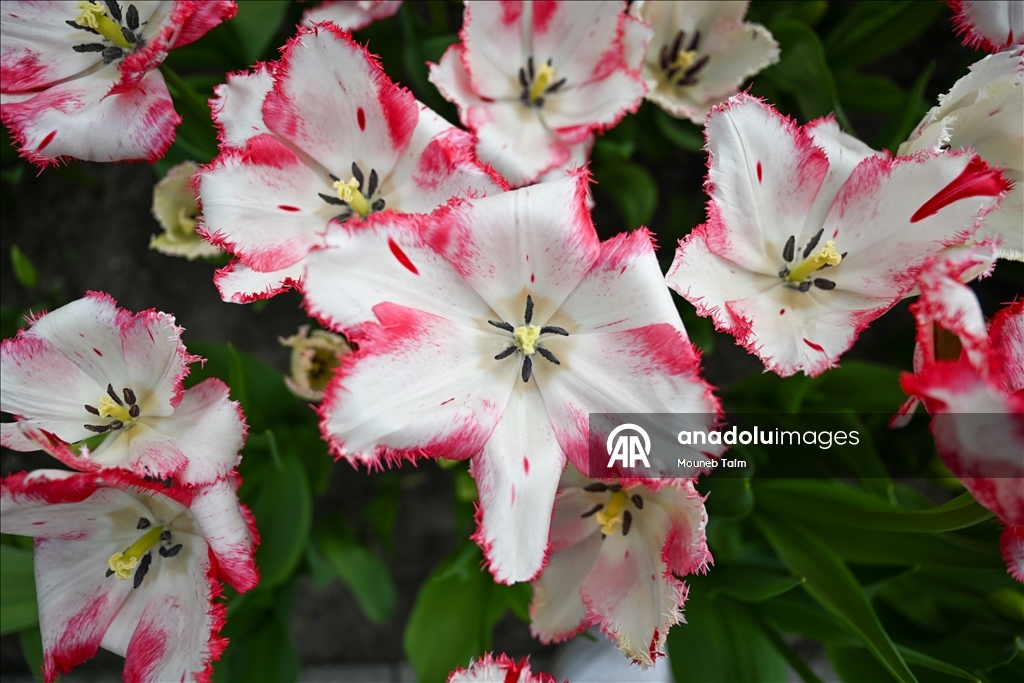 Dünyanın en büyük lale bahçesi Hollanda’da açıldı  15