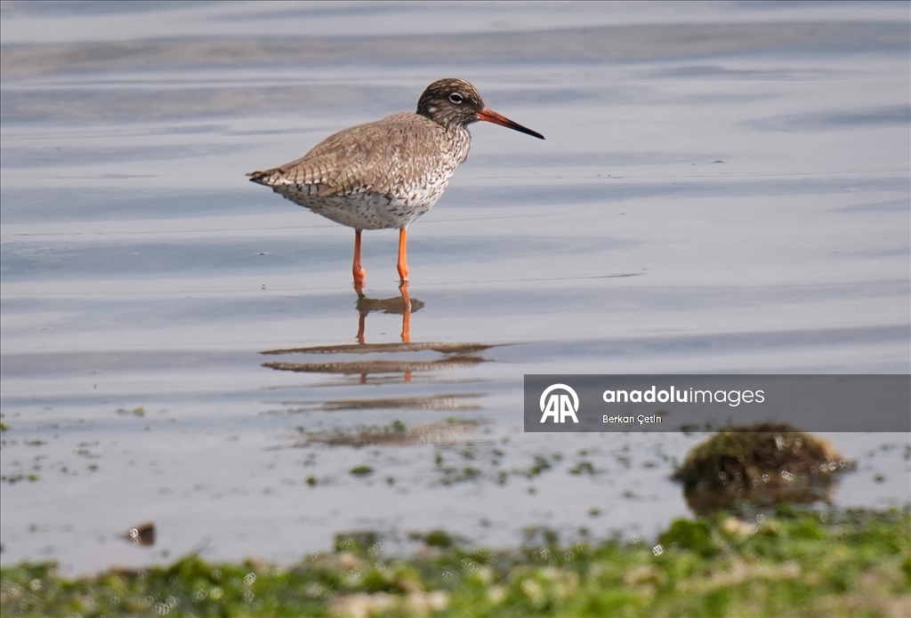İzmir'deki Çakalburnu Lagünü'nde yaban hayatı