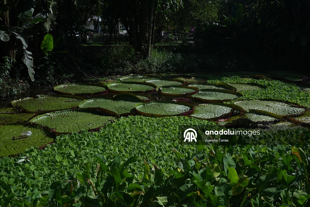 Kolombiya'nın güneyinde yaban hayatının kalbi: Leticia