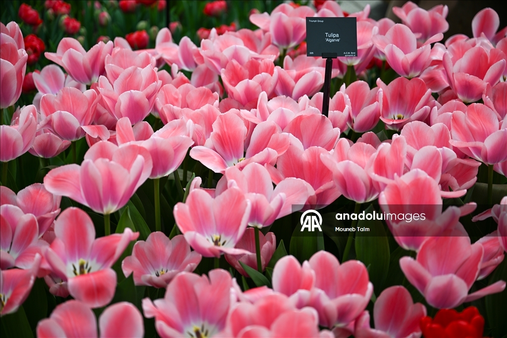 Dünyanın en büyük lale bahçesi Hollanda’da açıldı  11