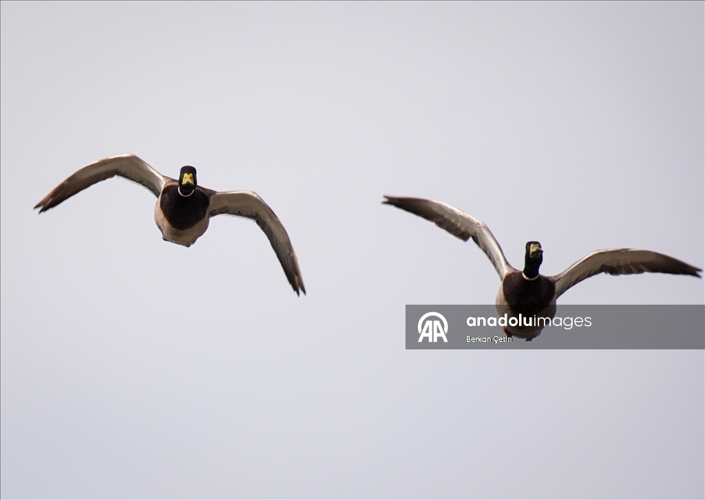 Cakalburnu Lagoon in Izmir continues to host resident and migratory bird species