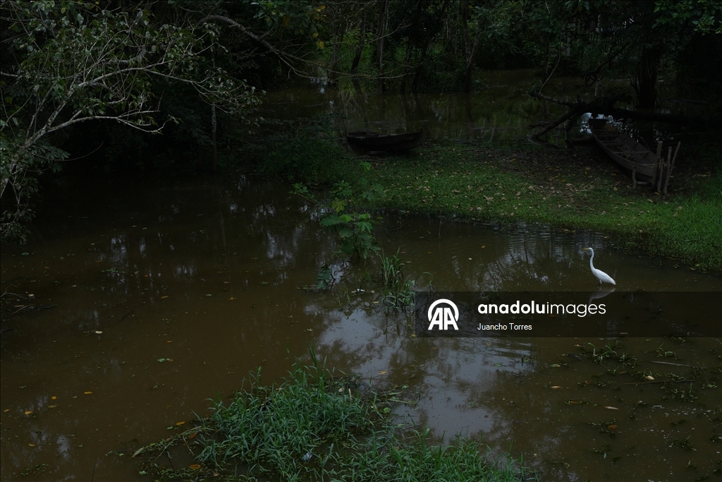 Kolombiya'nın güneyinde yaban hayatının kalbi: Leticia
