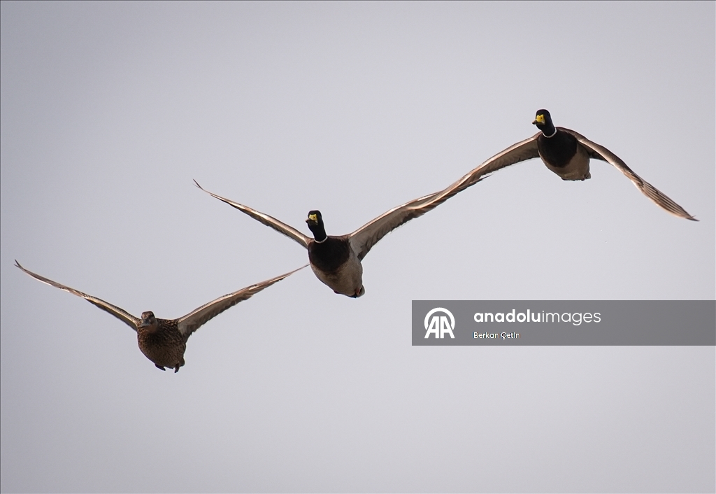 Cakalburnu Lagoon in Izmir continues to host resident and migratory bird species