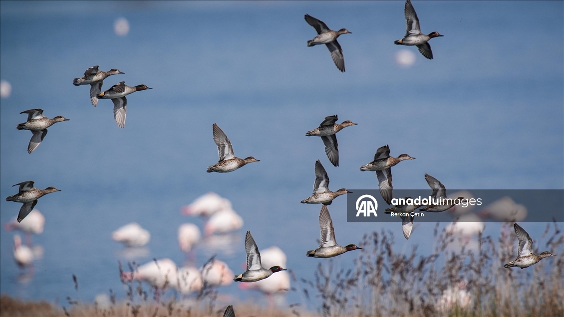 İzmir'deki Çakalburnu Lagünü'nde yaban hayatı