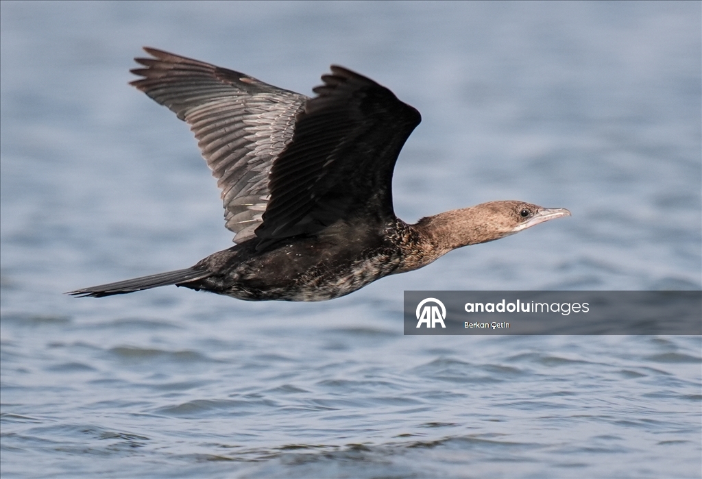 Cakalburnu Lagoon in Izmir continues to host resident and migratory bird species