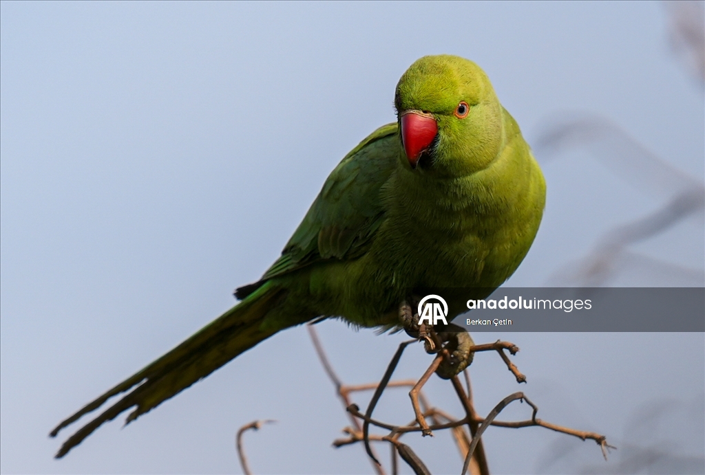 İzmir'deki Çakalburnu Lagünü'nde yaban hayatı