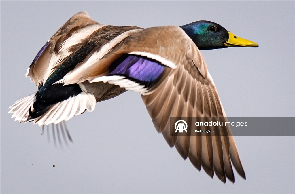 İzmir'deki Çakalburnu Lagünü'nde yaban hayatı