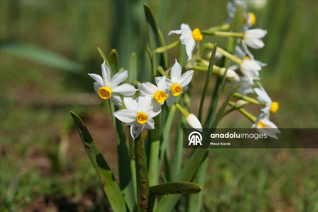 Hakkari'nin Derecik ilçesinde havanın ısınmasıyla doğa canlandı