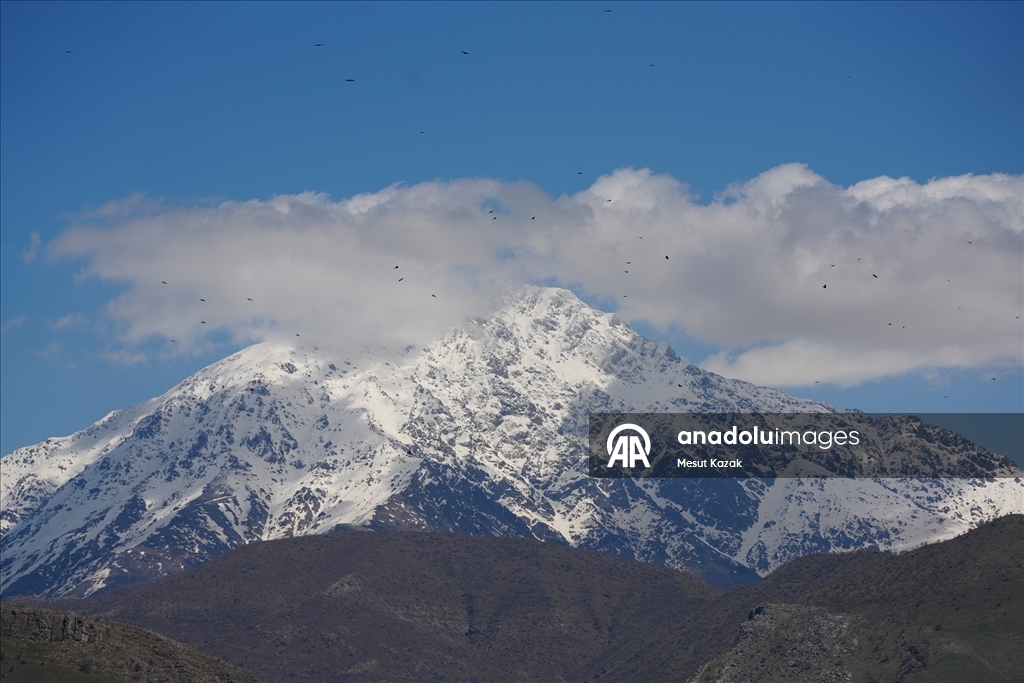 Hakkari'nin Derecik ilçesinde havanın ısınmasıyla doğa canlandı