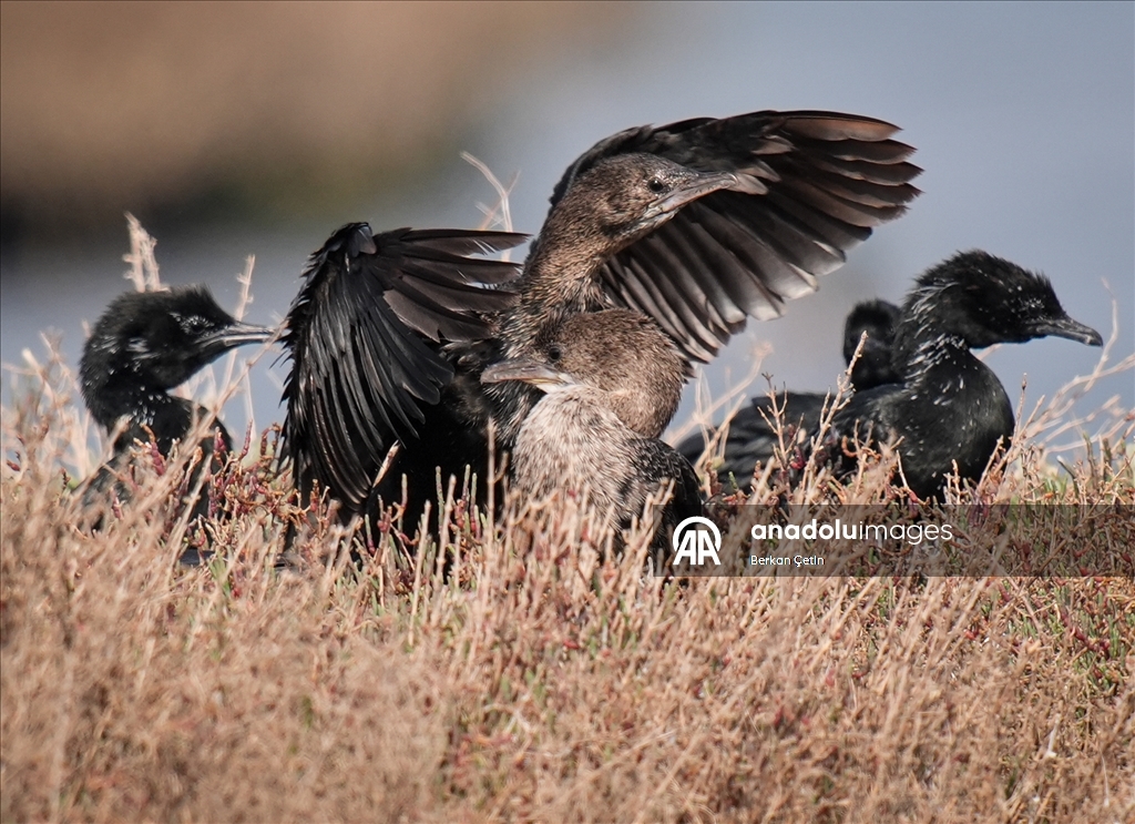 Cakalburnu Lagoon in Izmir continues to host resident and migratory bird species