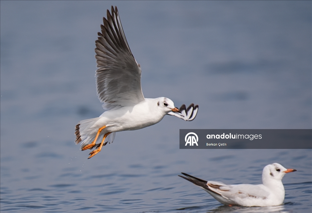 Cakalburnu Lagoon in Izmir continues to host resident and migratory bird species