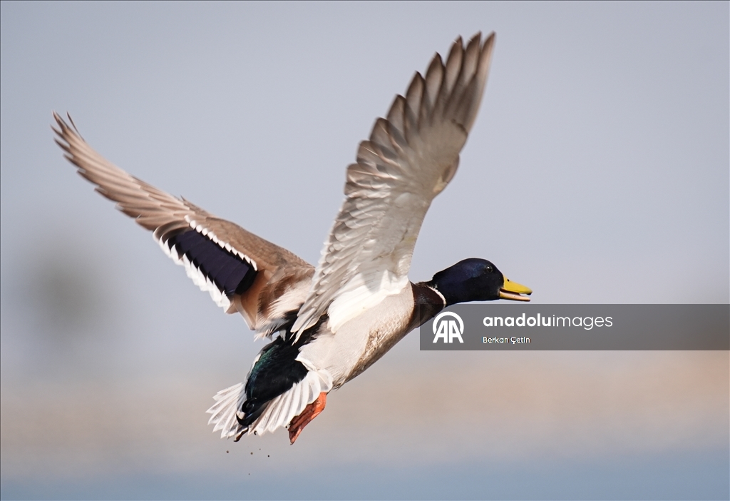 Cakalburnu Lagoon in Izmir continues to host resident and migratory bird species
