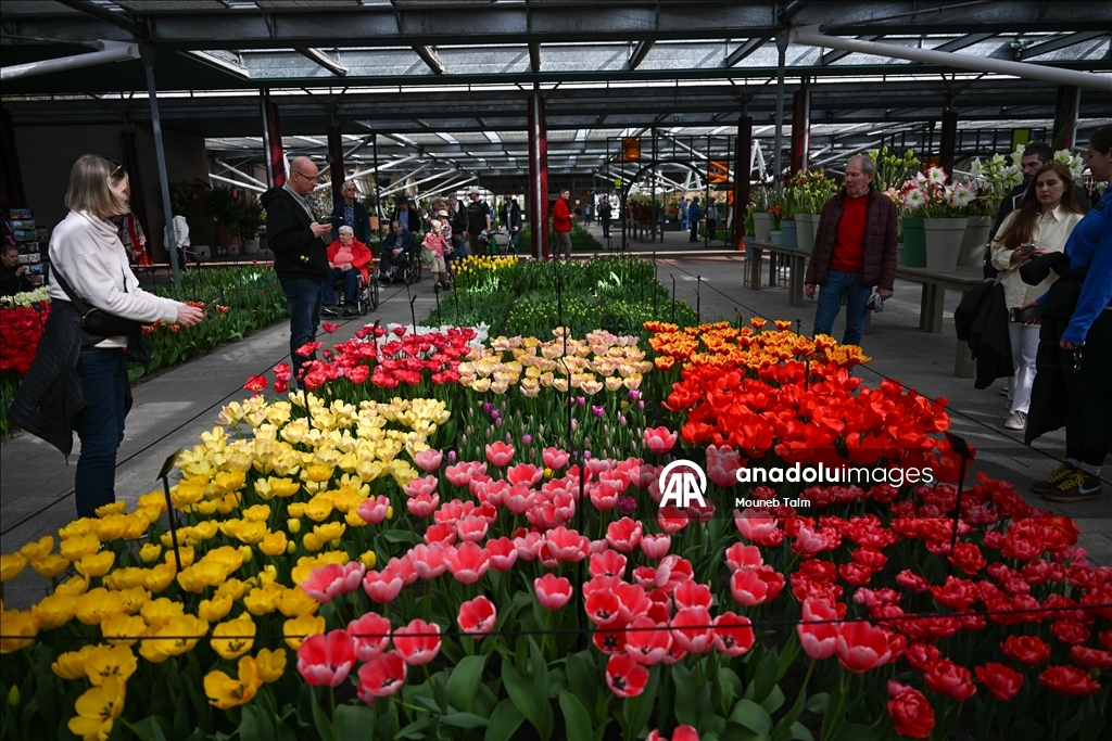 Dünyanın en büyük lale bahçesi Hollanda’da açıldı  8