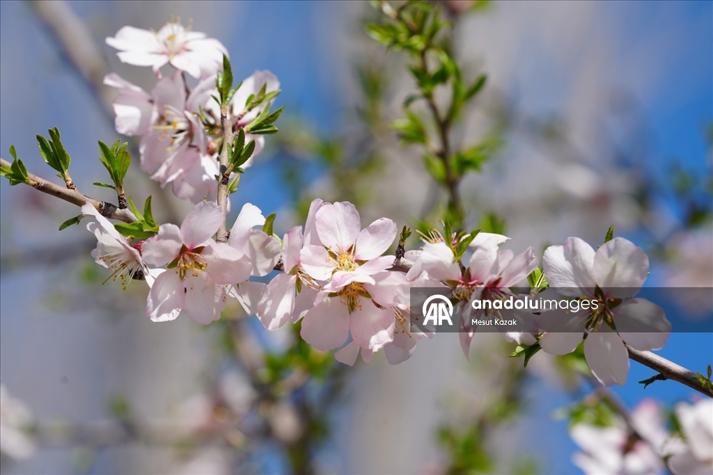 Hakkari'nin Derecik ilçesinde havanın ısınmasıyla doğa canlandı
