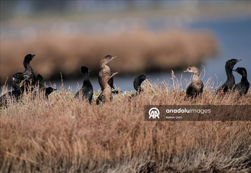 Cakalburnu Lagoon in Izmir continues to host resident and migratory bird species