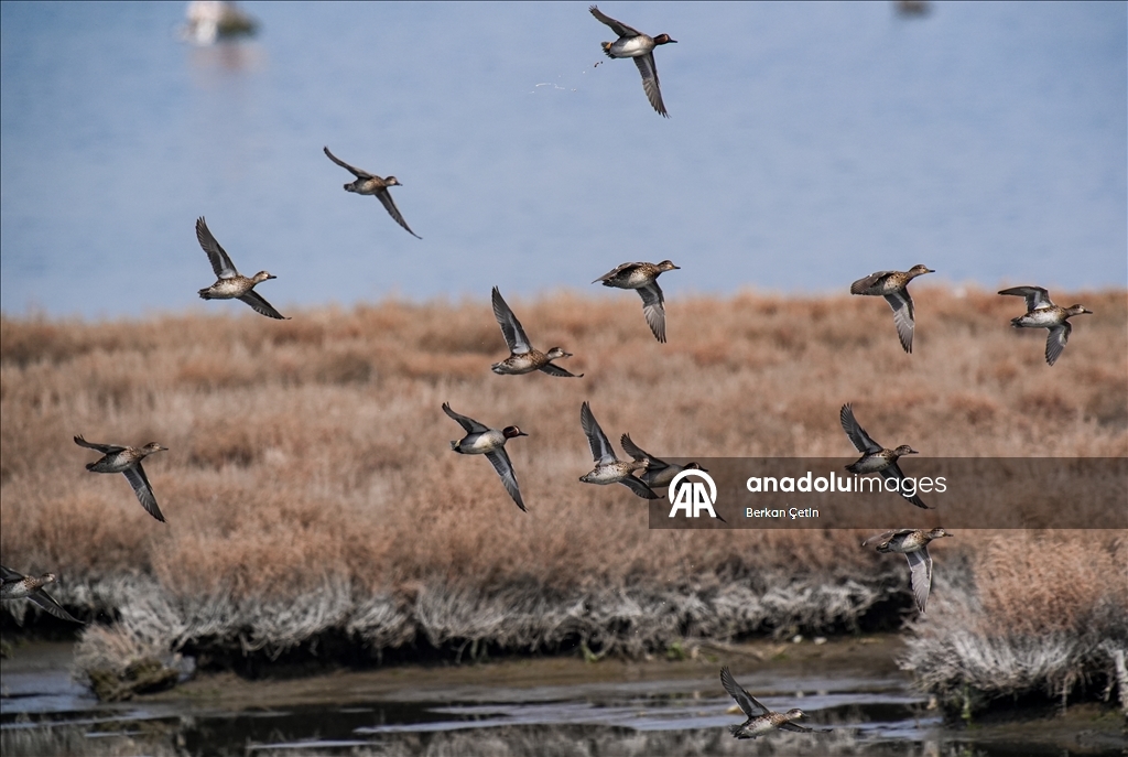 Cakalburnu Lagoon in Izmir continues to host resident and migratory bird species