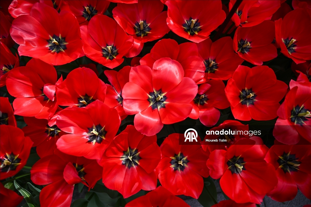 Dünyanın en büyük lale bahçesi Hollanda’da açıldı  13