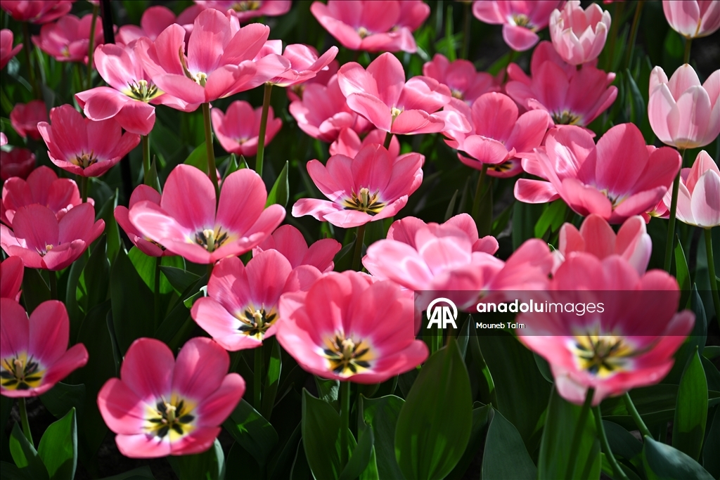 Dünyanın en büyük lale bahçesi Hollanda’da açıldı  2