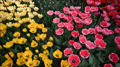 Dünyanın en büyük lale bahçesi Hollanda’da açıldı