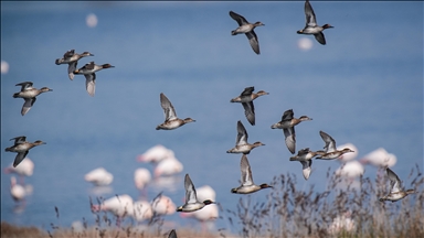 İzmir'deki Çakalburnu Lagünü'nde yaban hayatı