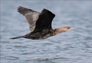 Cakalburnu Lagoon in Izmir continues to host resident and migratory bird species