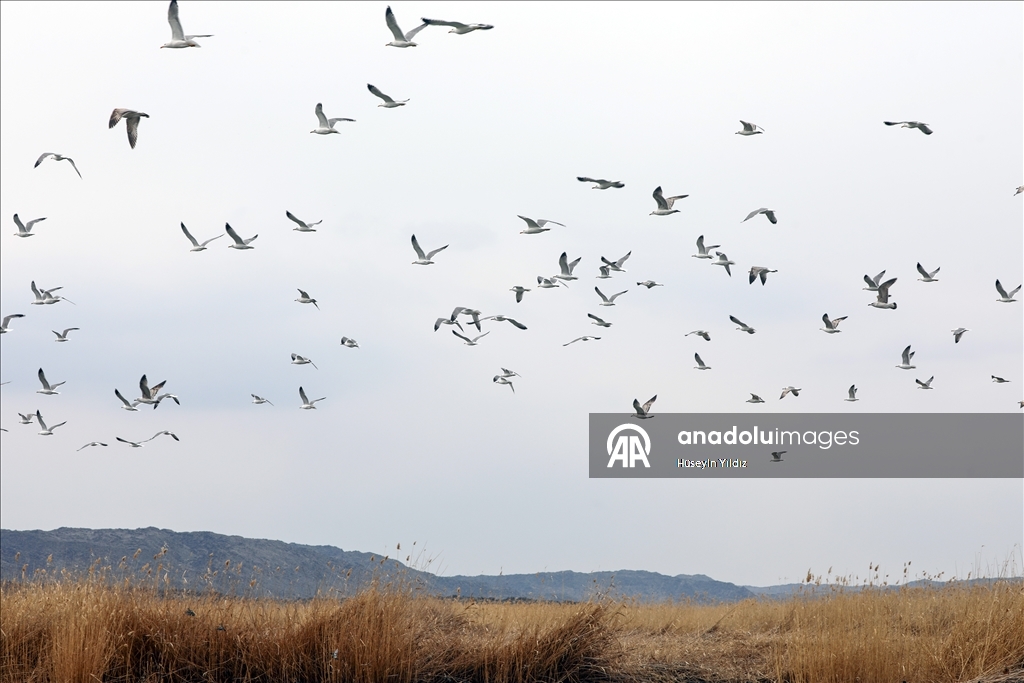На склоны горы Агры на фоне потепления начали слетаться перелетные птицы