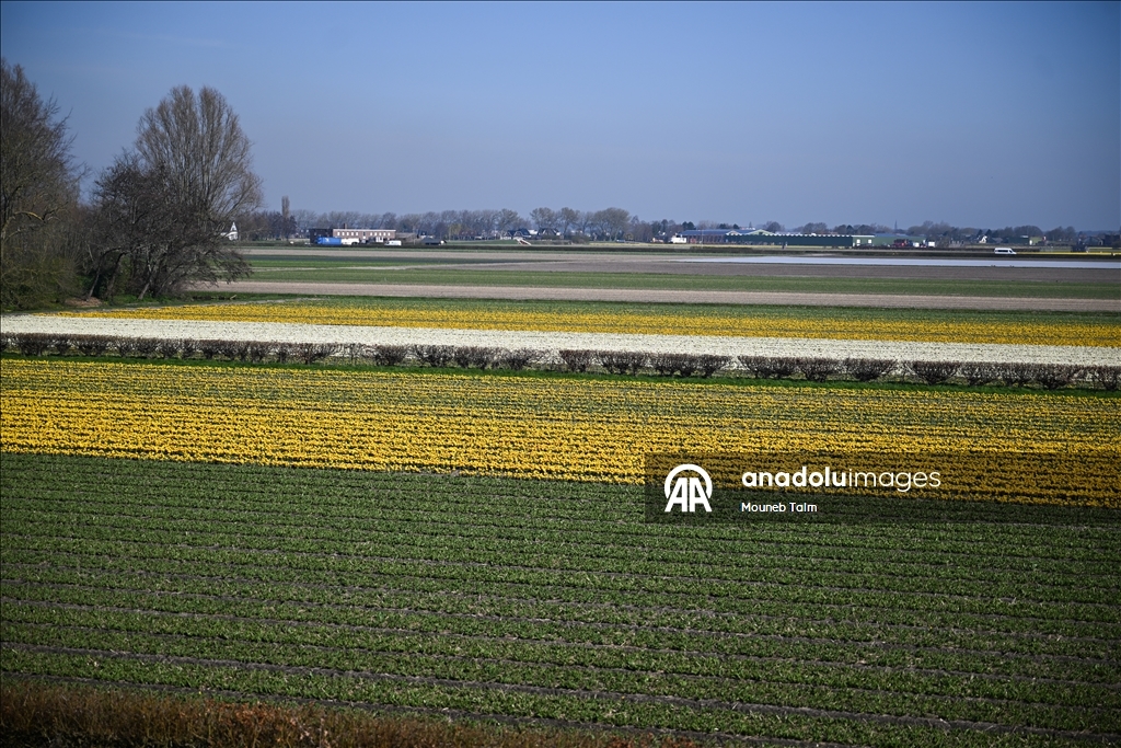 Крупнейший в мире парк тюльпанов открылся в Нидерландах