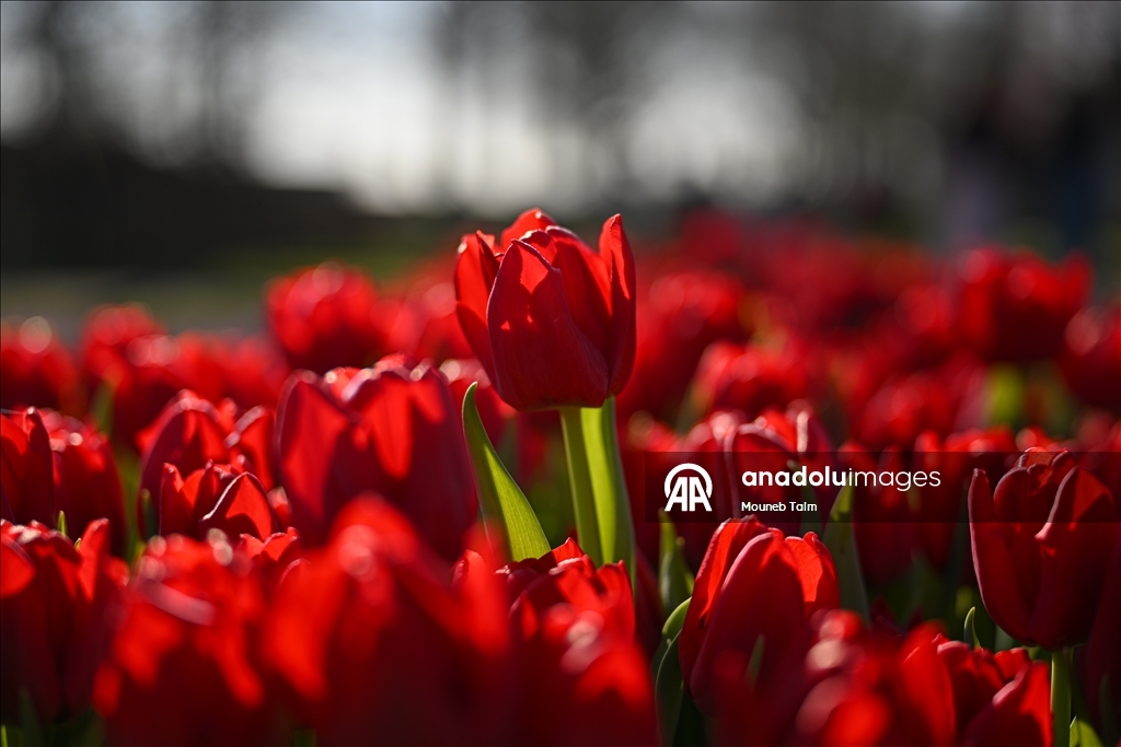 Крупнейший в мире парк тюльпанов открылся в Нидерландах